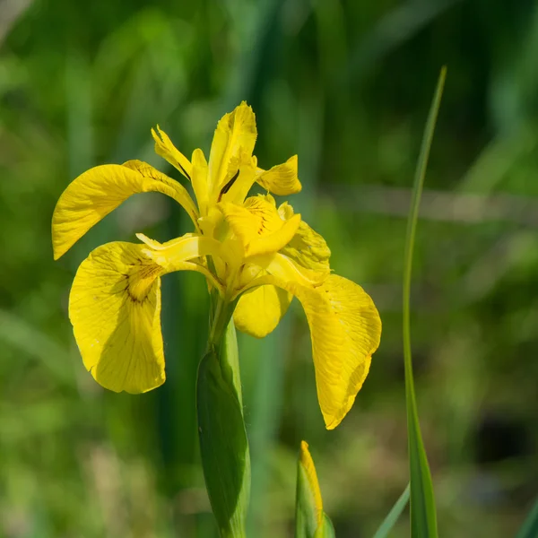 Gele iris in water — Stockfoto