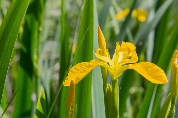 Yellow iris in water — Stock Photo, Image