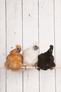 Silkies chickens in henhouse clipart