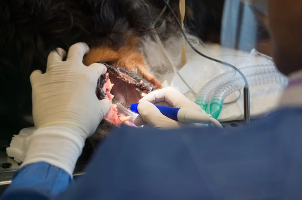 Evcil hayvanlar için diş bakımı — Stok fotoğraf
