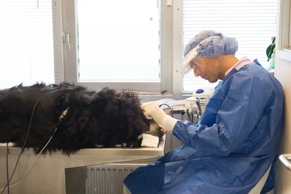 Soins dentaires pour animaux domestiques — Photo