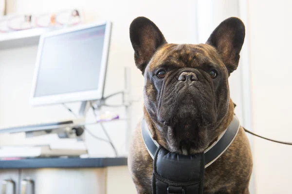 Franse Bulldog bij de dierenarts — Stockfoto