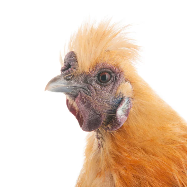 Brown Silkie — Stock Photo, Image