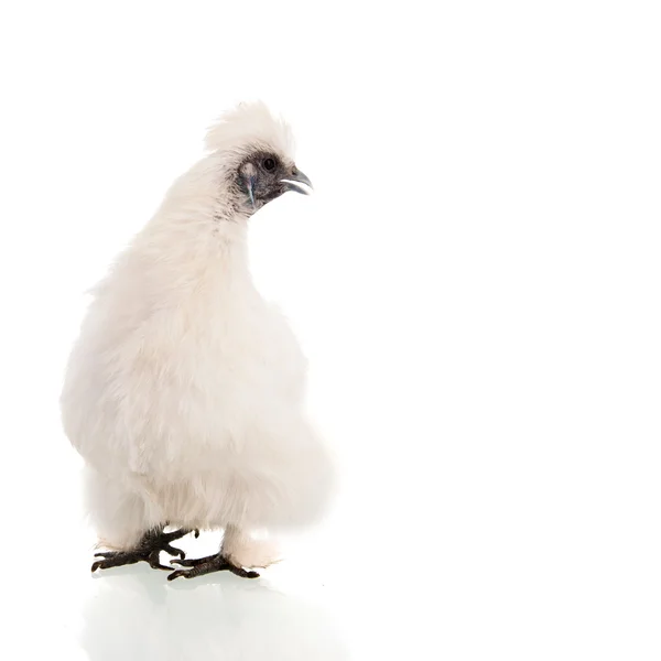 Vitt silke — Stockfoto