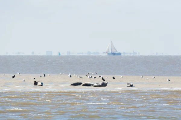 Seal in wadden sea — Stock Photo, Image