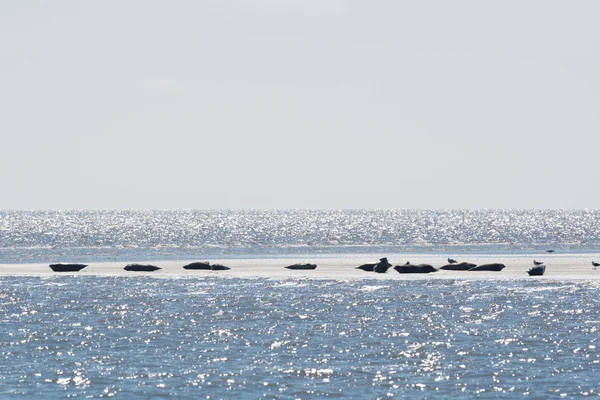 Phoque dans la mer des Wadden — Photo
