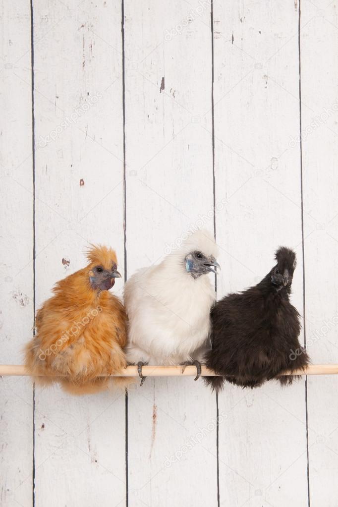 Silkies chickens in henhouse