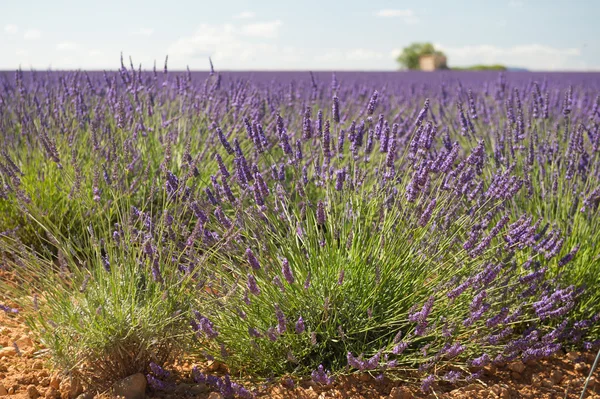 French Lavender fields — Stock Photo, Image