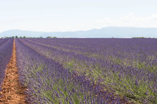 Fransk lavendelfält — Stockfoto