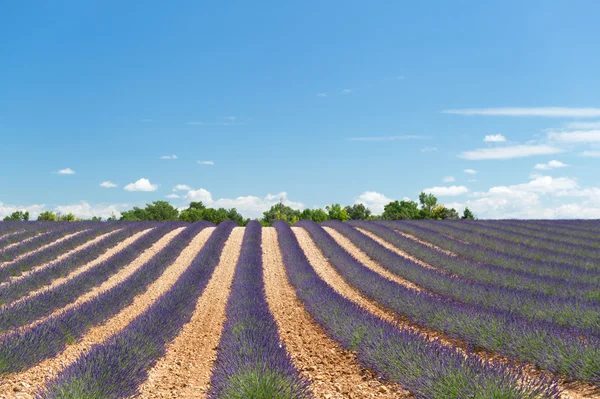 Französische Lavendelfelder — Stockfoto