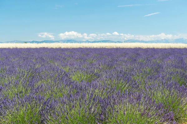 French Lavender fields in landscape — Stock Photo, Image
