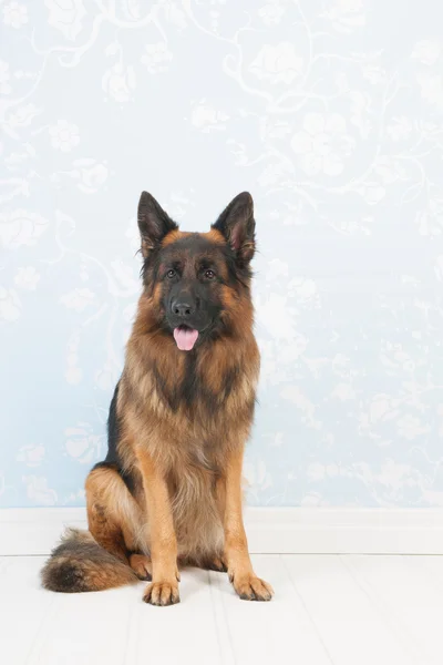 German shepherd — Stock Photo, Image