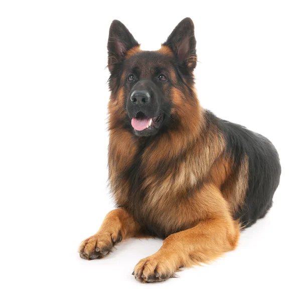 Deutscher Schäferhund — Stockfoto