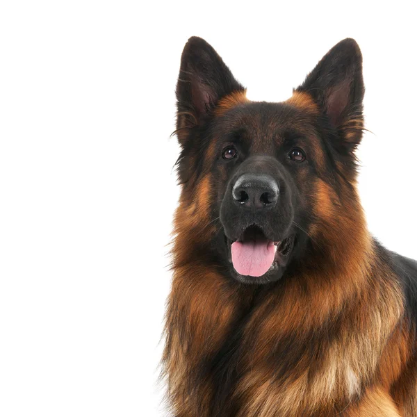 Deutscher Schäferhund — Stockfoto