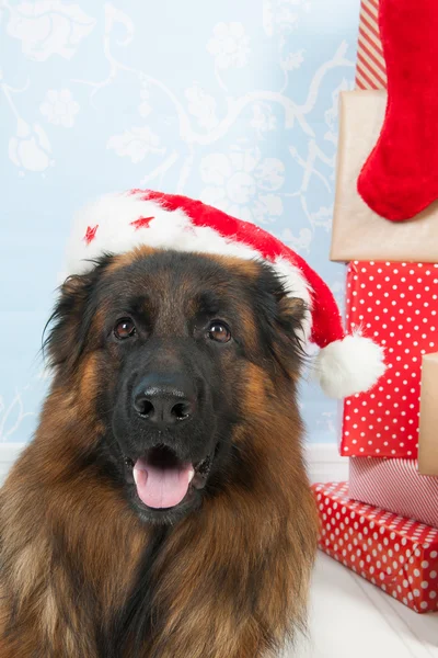 Německý ovčák pes k Vánocům — Stock fotografie