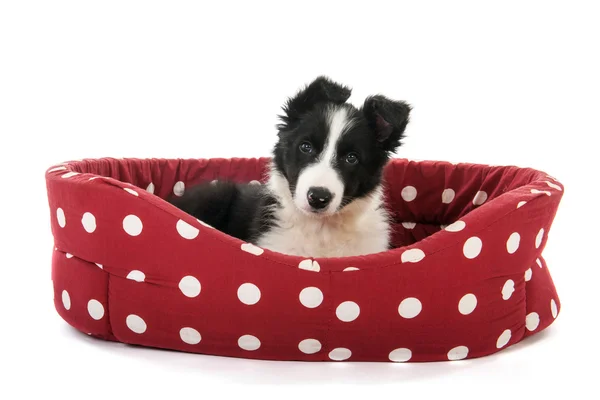 Chiot Border Collie — Photo