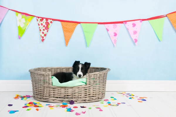 Verjaardag honden — Stockfoto