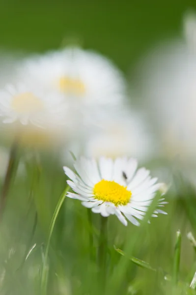 Common daisy in grass — Stock Photo, Image