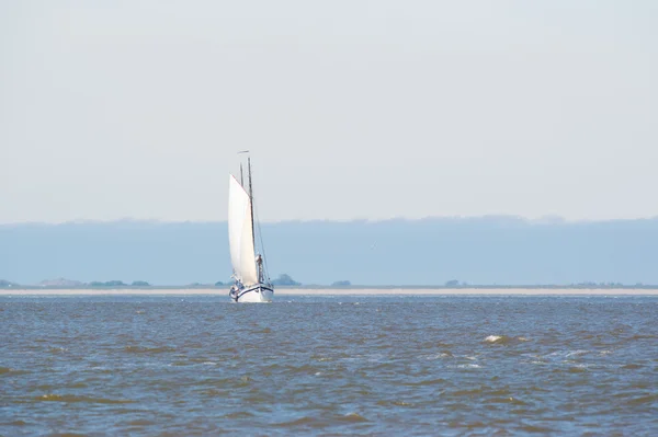 Κουρευτής ζώων στη θάλασσα wadden ολλανδική — Φωτογραφία Αρχείου