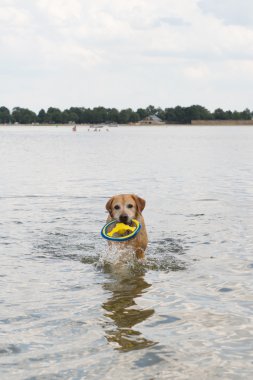 köpek oynama