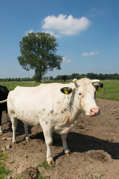 White bull — Stock Photo, Image