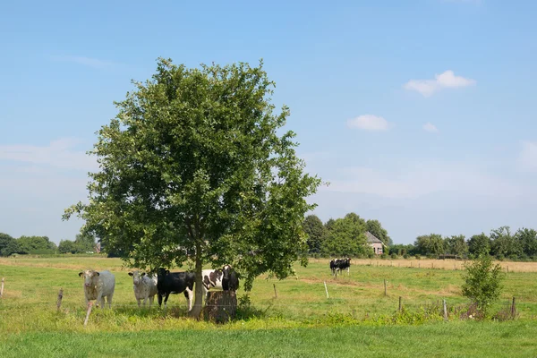 Dutch cows under tree — Stock Photo, Image