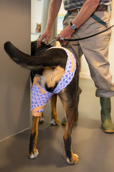 Hund med bandage — Stockfoto