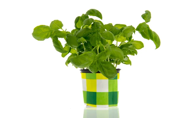 Basil plant — Stockfoto