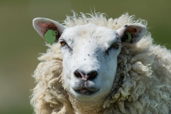 White sheep — Stock Photo, Image