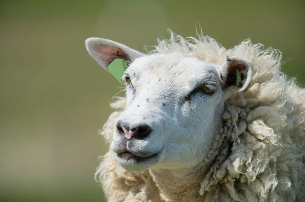 Witte schapen — Stockfoto