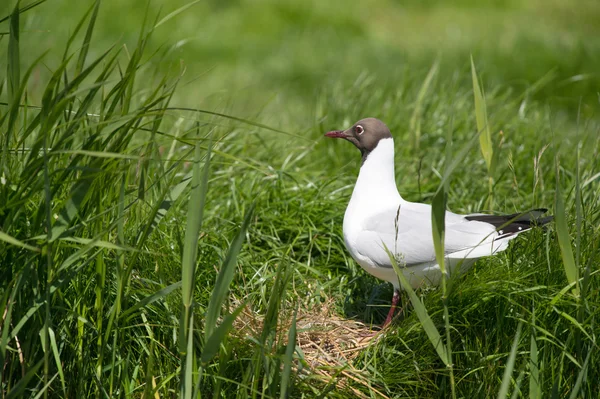 Black-headed gull in field — Stock Photo, Image