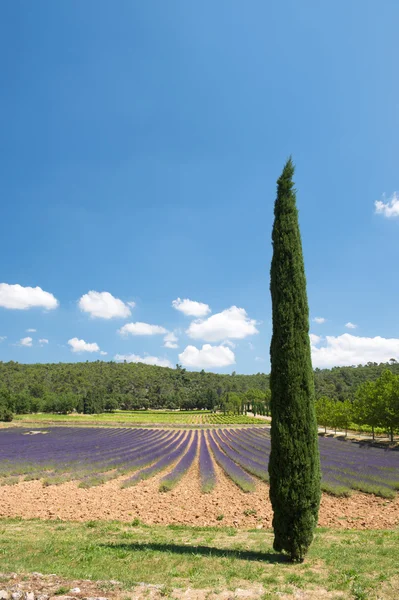 Lavendel fält i Frankrike — Stockfoto