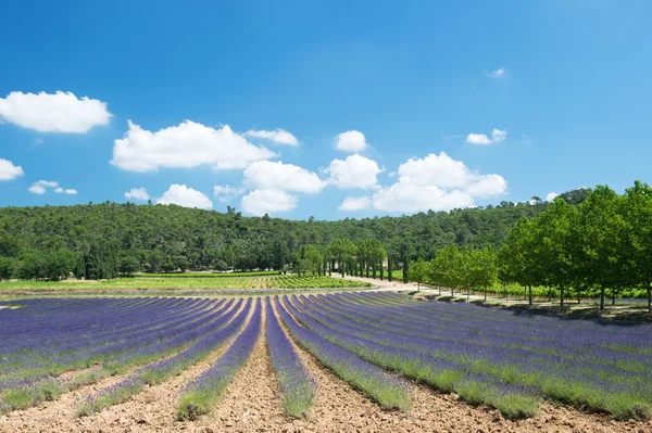 Lavendel fält i Frankrike — Stockfoto