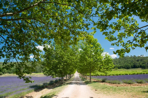 Pista com árvores no campo de Lavanda na França — Fotografia de Stock