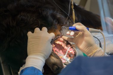 Evcil hayvanlar için diş bakımı