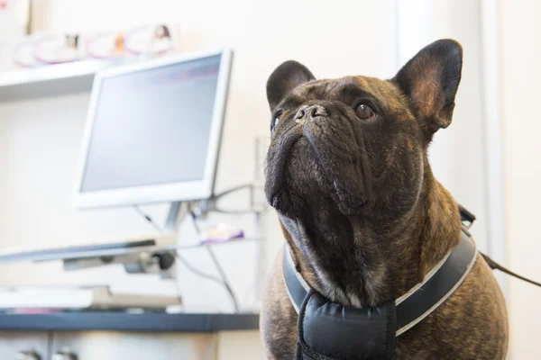 Bulldog français chez le vétérinaire — Photo