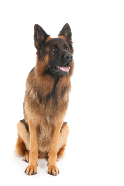 Deutscher Schäferhund — Stockfoto