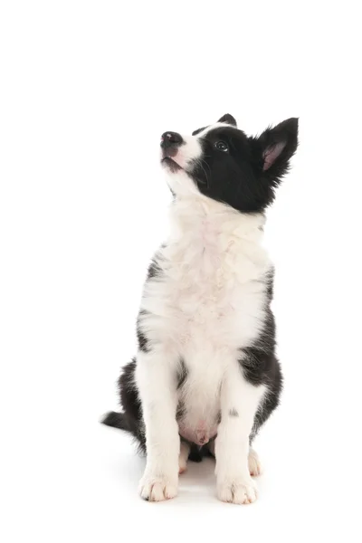 Border Collie puppy — Stock Photo, Image