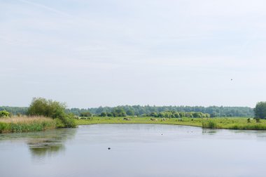 Manzara Hollanda Oostvaardersplassen