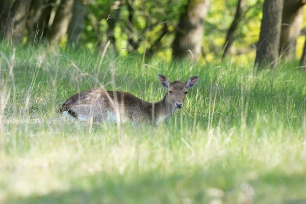 Chevreuil posé dans l'herbe haute — Photo