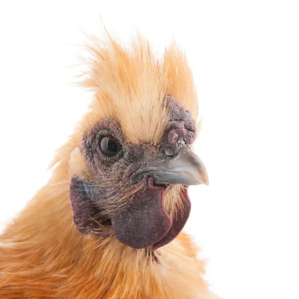 Brown Silkie — Stock Photo, Image