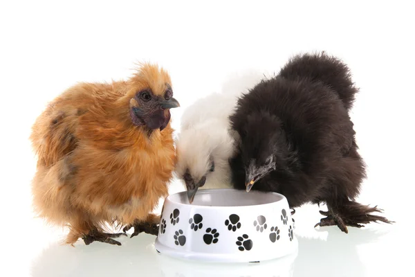 Zijdehoen kip eten — Stockfoto