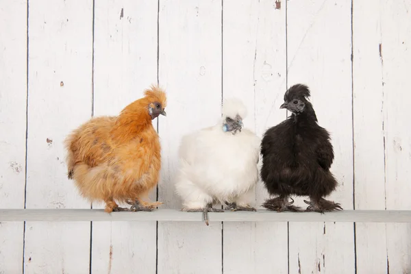 Silkies kury w kurniku — Zdjęcie stockowe