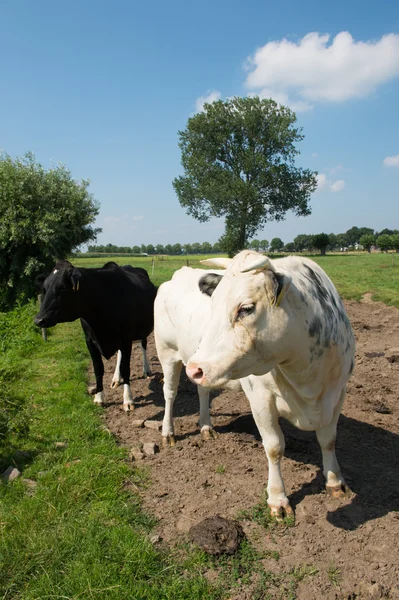 Weißer Bulle — Stockfoto