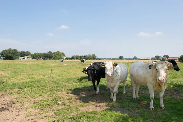 Dutch bulls — Stock Photo, Image