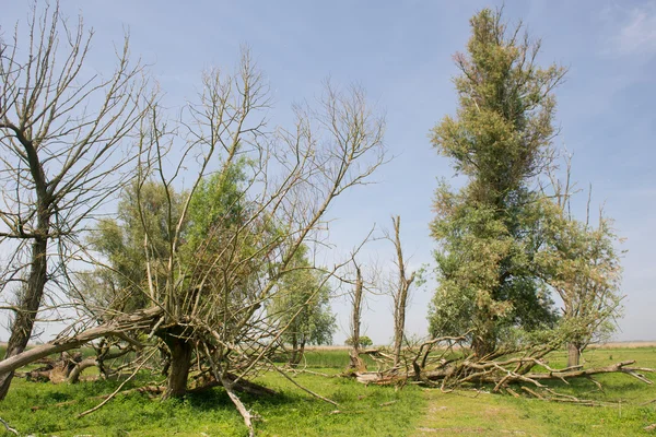 Kaal gegeten bomen — Stockfoto