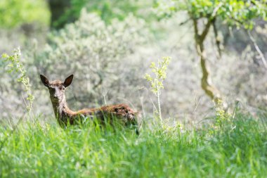 Yüksek otların Karaca ayakta