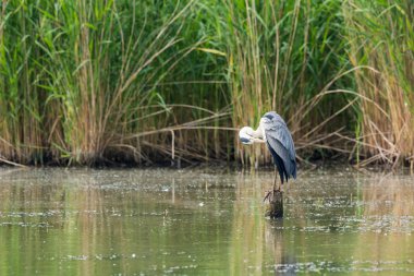 Büyük Mavi Balıkçıl