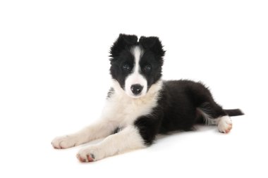 Sınır Collie köpeği