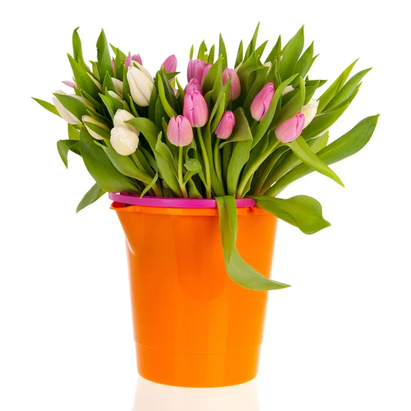 Tulipanes Rosa y Blanco —  Fotos de Stock